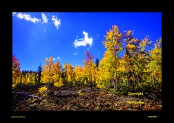 Archived preview of "Aspen Glory"