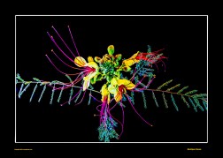 Archived preview of "Exotique Fauna"