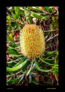 Archived preview of "Fauna of the Antipodes"