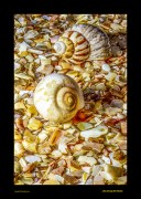 Archived preview of "Life Among the Rocks"