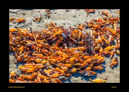 Archived preview of "Seaweed"