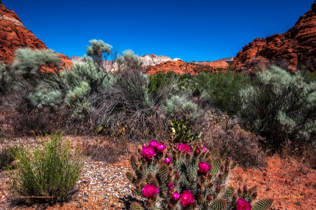 Preview of "Desert Garden-UM"