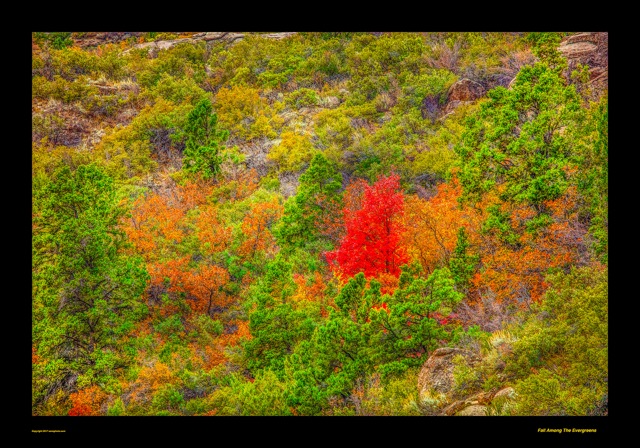 Preview of "Fall among the Evergreens"