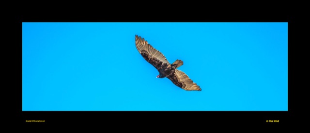 Preview of "In the Wind"