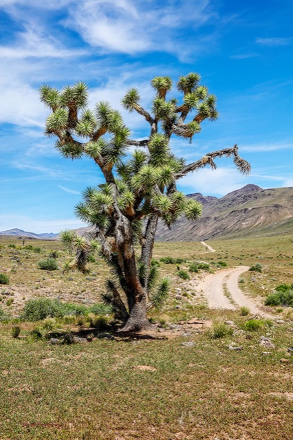 Preview of "Joshua Tree"