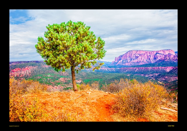 Preview of "Lone Tree"