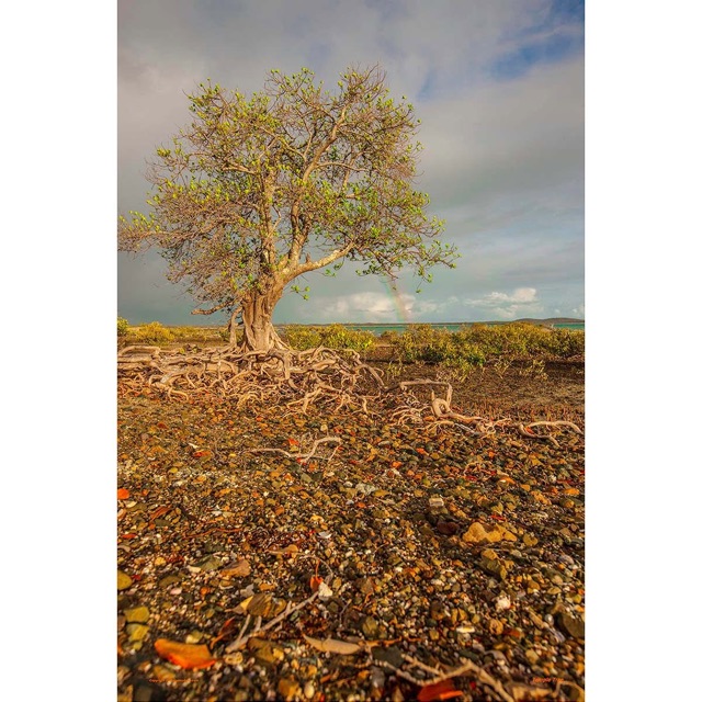 Preview of "Temple Tree"
