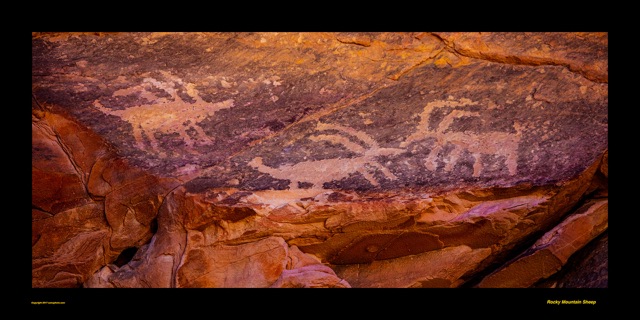Preview of "Rocky Mountain Sheep"