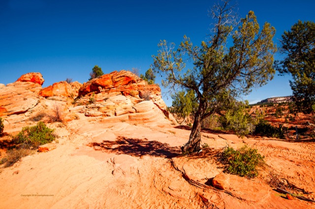 Preview of "Rooted in Rock UM"