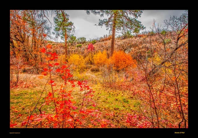 Preview of "Shades of Red"