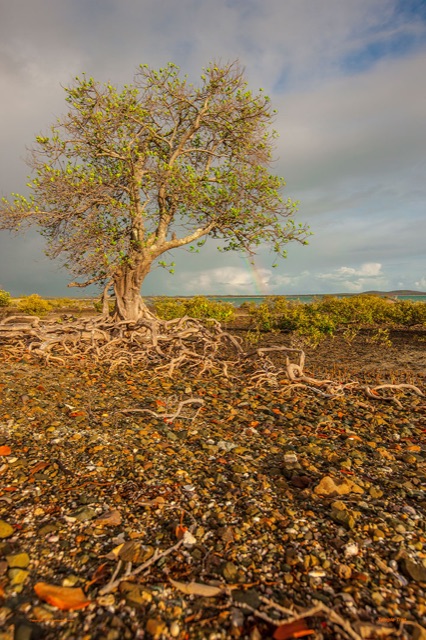 Preview of "Temple Tree"