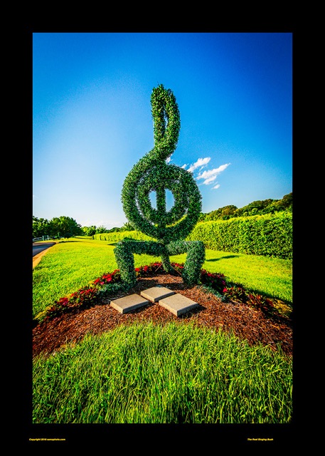 Preview of "The Real Singing Bush"