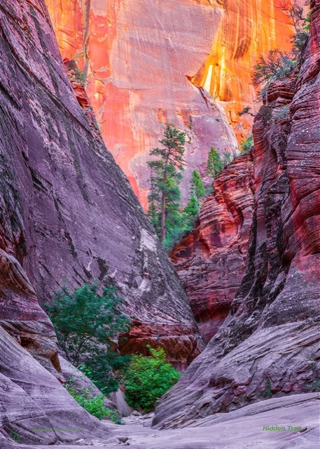 Looking up a narrow canyon between purple-grey and red striped walls, pines growing in the notch, the upper wall glowing orange.