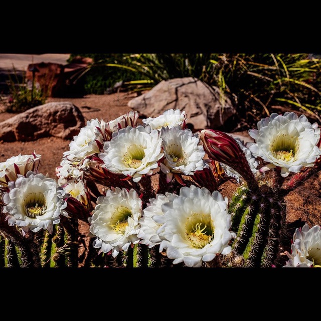 A cluster of large white cactus flowers with yellow centers blooming atop spiny green columns.