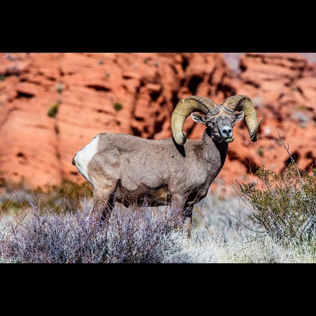 A desert bighorn ram with full curled horns stands in brush before out-of-focus red cliffs.